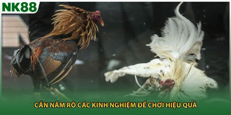 Cần nắm rõ các kinh nghiệm để chơi hiệu quả